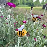Lavanda House Grand Piscine Roumagne